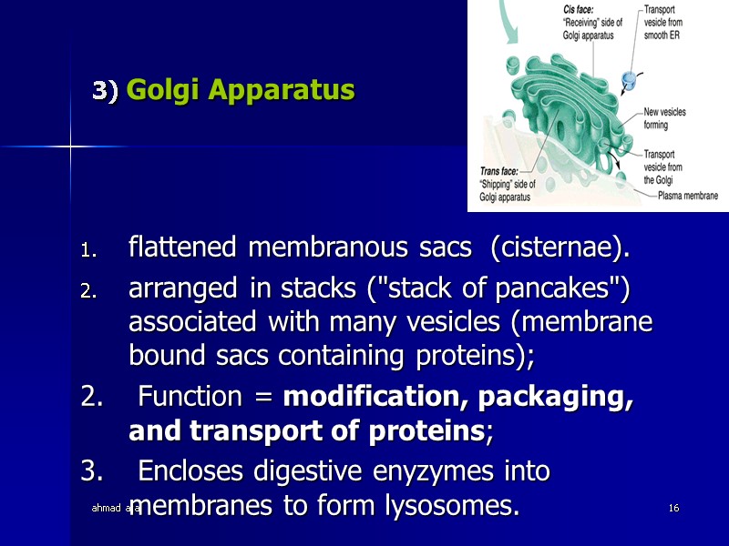 ahmad ata 16 3) Golgi Apparatus  flattened membranous sacs  (cisternae). arranged in
